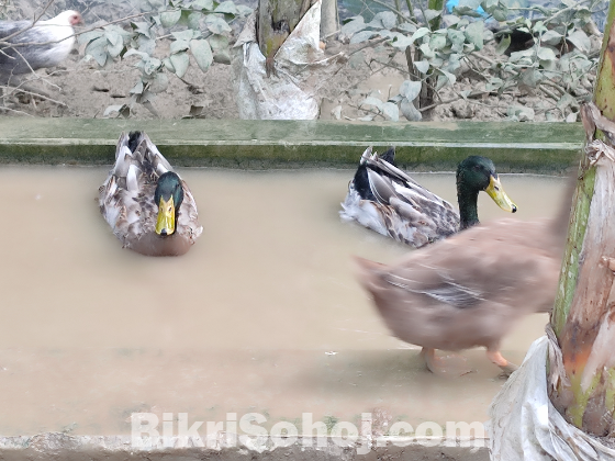 দেশি হাঁস